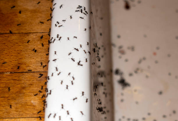 Best Residential Pest Control  in Lanham, MD