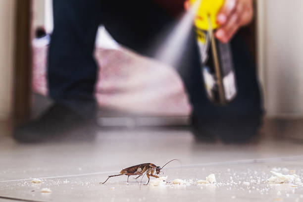 Best Flea Control Services  in Lanham, MD