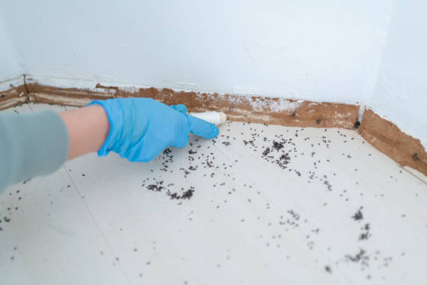 Best Flea Control Services  in Lanham, MD